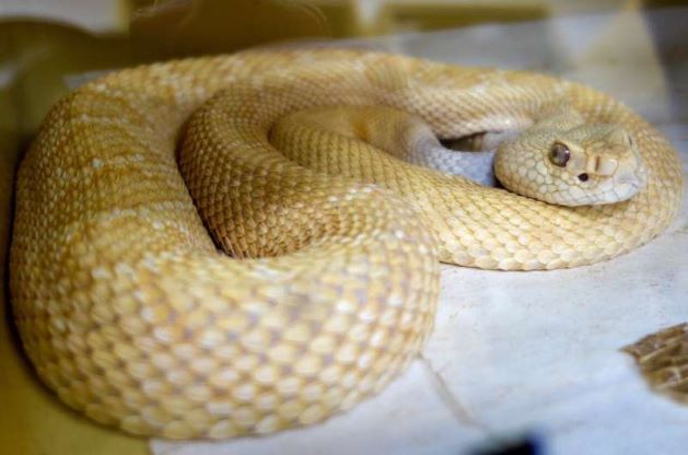 Rắn đuôi chuông là một trong những loài rắn độc chết người