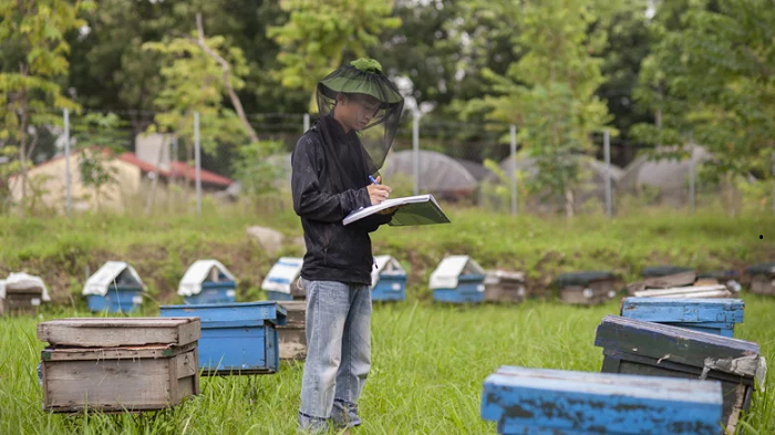 Sinh viên của Trung tâm nghiên cứu ong và nuôi ong nhiệt đới trực thuộc Khoa Nông học thường xuyên kiểm tra đàn ong hàng ngày. Ảnh: Mai Nguyên Anh/WB  