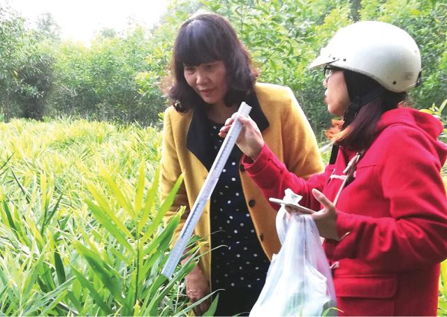 PGS.TS. Trương Thị Bích Phượng (bìa trái) cùng cộng sự tại vườn gừng. Nguồn: Báo Thừa Thiên Huế online
