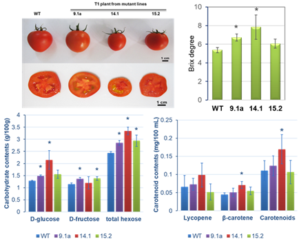 Sự khác biệt về hình thái quả và các thông số sinh hóa của dòng cà chua đối chứng so với các dòng cà chua chỉnh sửa gen