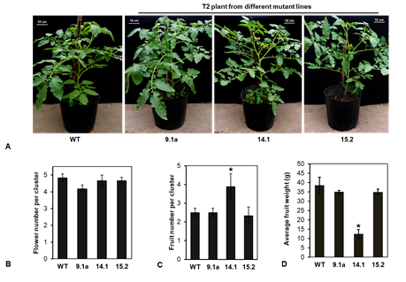 So sánh kiểu hình cây và các thông số sinh trưởng của dòng cà chua đối chứng so với các dòng cà chua chỉnh sửa gen