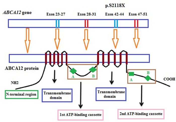 Vị trí đột biến trong mô hình cấu trúc của gen ABCA12 và protein ABCA12.