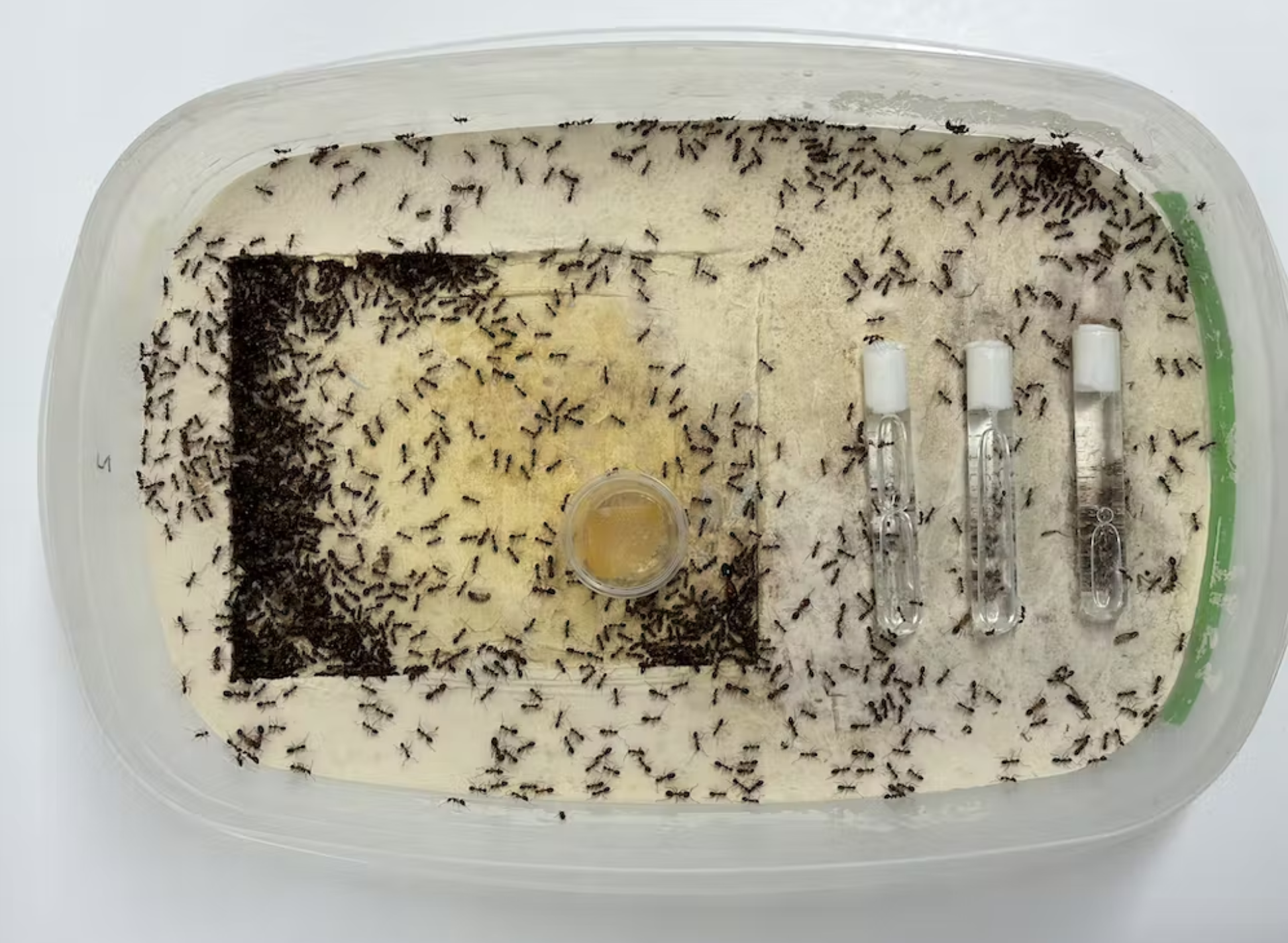 Một đàn kiến ​​thợ mộc (Camponotus floridanus) được nuôi trong Phòng thí nghiệm Zwiebel tại Đại học Vanderbilt. Ảnh: LJ Zwiebel, Đại học Vanderbilt 