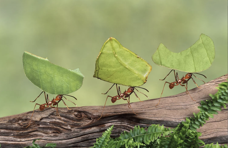 Một số loài kiến cắt lá thành những phần nhỏ để đưa vào hang, sau đó nhai thành bột giấy và lưu trữ bột giấy với phân của chúng. Hỗn hợp này kích thích sự phát triển của nấm, đó là thứ mà chúng muốn ăn. Gail Shumway / Getty Images
