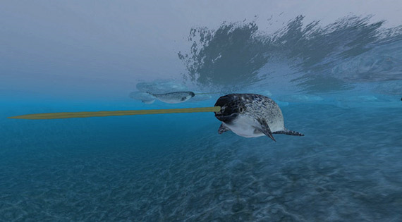Kỳ lân biển đi săn nhờ hệ thống định vị dưới nước vô cùng chính xác nằm trong chiếc ngà trước mặt nó.