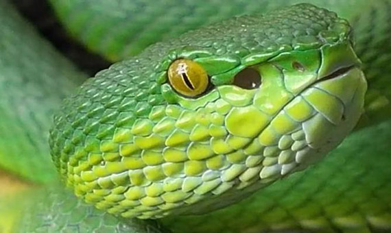 Một số loài rắn lục phát hiện nhiệt của con mồi là nhờ các cơ quan hốc đặc thù trên mặt.