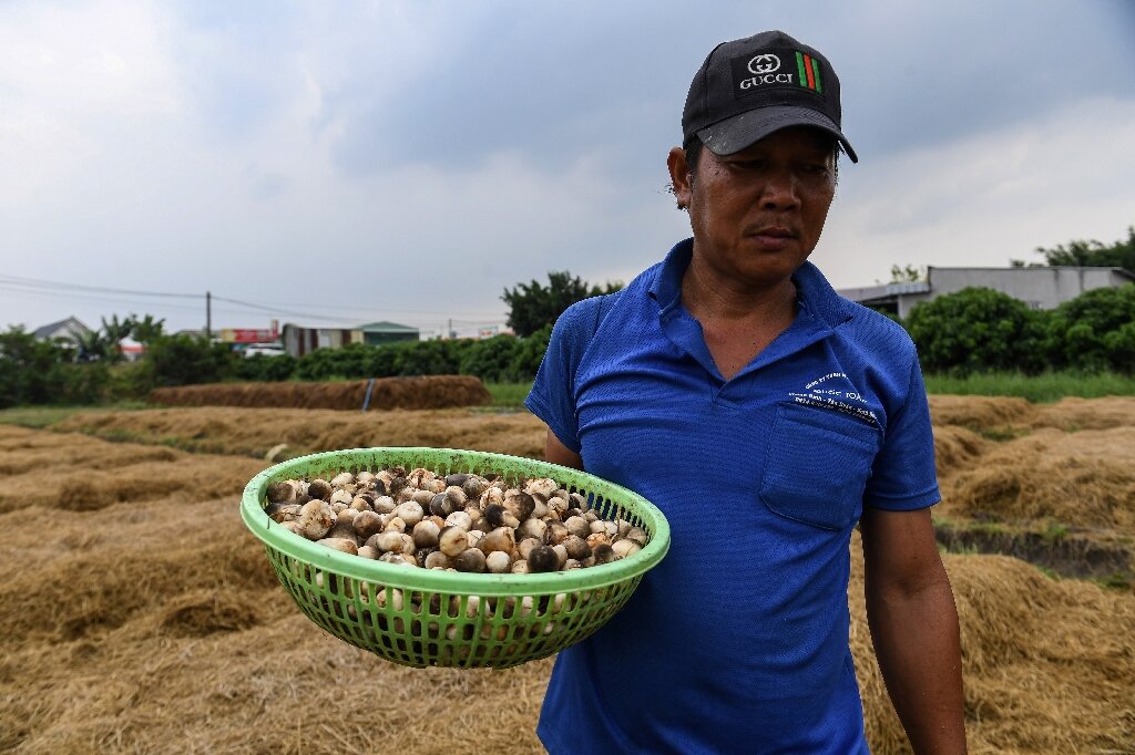 Một nông dân tại Cần Thơ cầm trên tay rổ nấm rơm. Ảnh: AFP