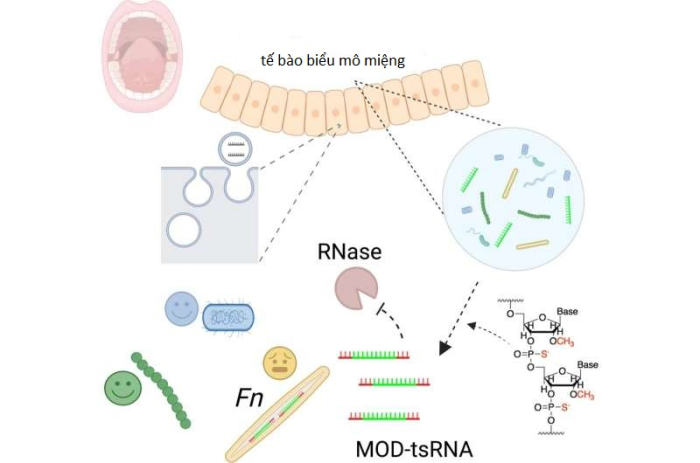 Ức chế vi khuẩn Fn bằng các ARN nhỏ (tsRNA) từ vật chủ đã điều chỉnh cấu trúc hóa học 