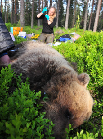 Các nhà nghiên cứu lấy mẫu của 13 con gấu nâu hoang dã ở Thủy Điển trong suốt mùa đông và mùa hè.