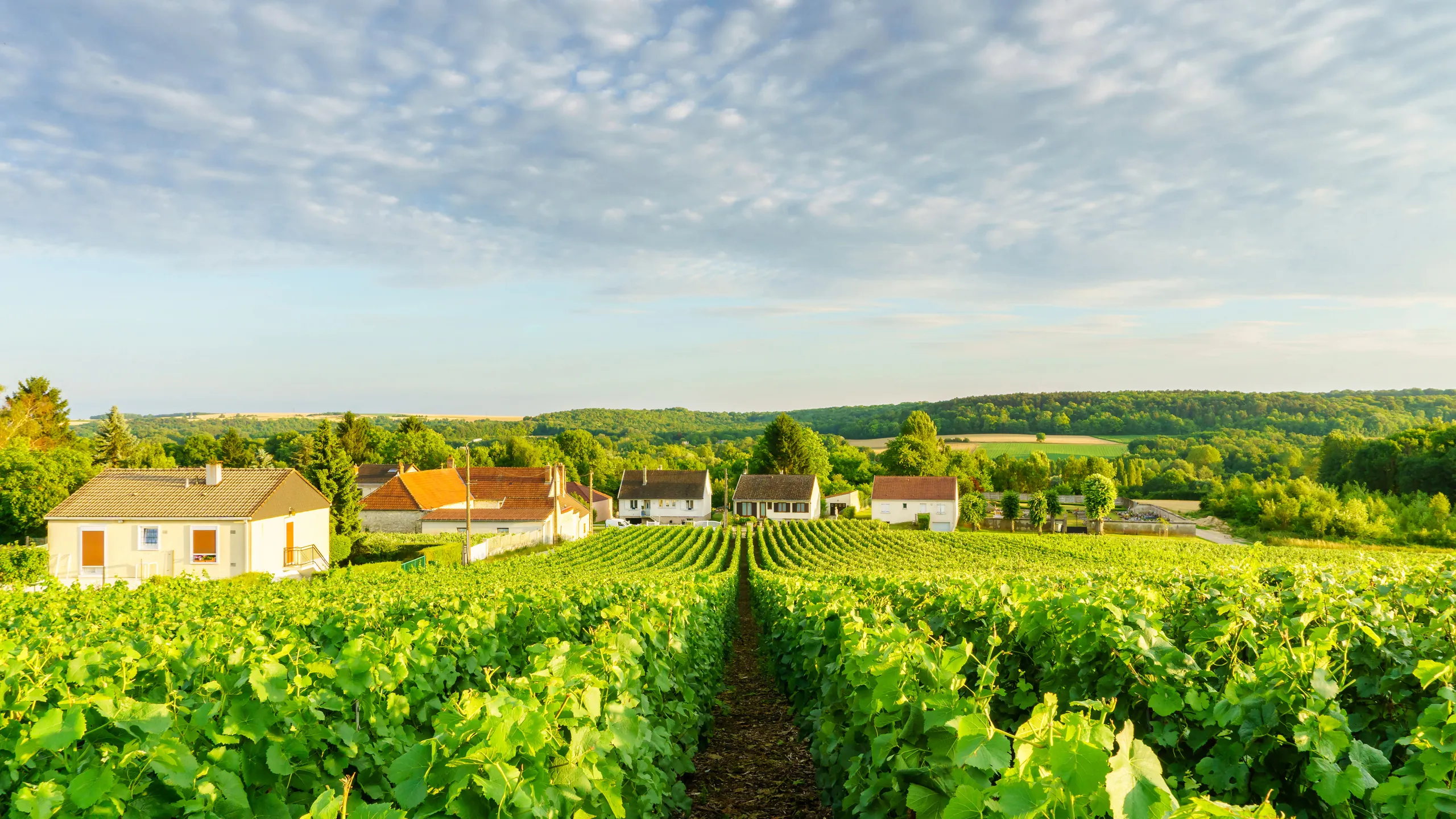 Vùng trồng nho Champagne, Pháp.