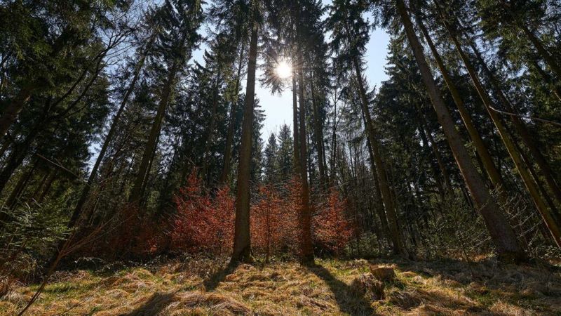 Tại những khu rừng giống như thế này ở Munich, các nhà khoa học đang cẩn thận theo dõi các loài cây để tìm hiểu xem vì sao một số loài có thể chống chịu khô hạn hơn các loài khác. Thông tin này sẽ đóng vai trò quan trọng giúp các cánh rừng thích ứng với hạn hán ngày càng kéo dài và thường xuyên hơn. Ảnh: Alexander Gulde  
