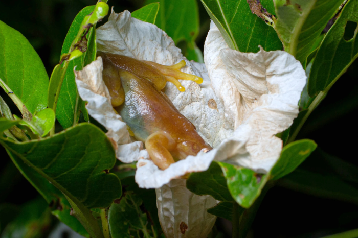 Ếch cây chui vào hoa của cây vú sữa để hút mật. Ảnh: Henrique Nogueira