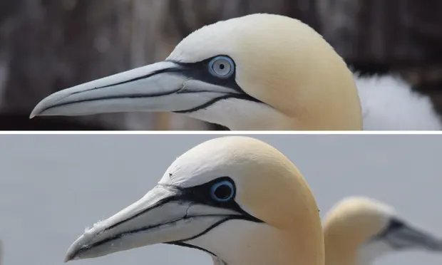 Một con ó biển với mống mắt xanh như bình thường (trên) và một con với mống mắt đã chuyển sang màu đen (dưới).