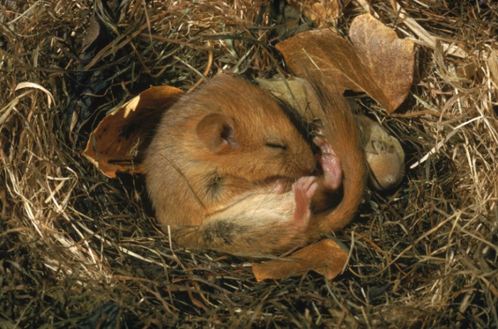 Dự án Zoonomia cho thấy nhiều phát hiện mới về việc các loài động vật đã tiến hóa thành loài ngủ đông như thế nào, ví dụ như ở loài chuột sóc nâu đỏ này (Muscardinus avellanarius). Ảnh: George McCarthy