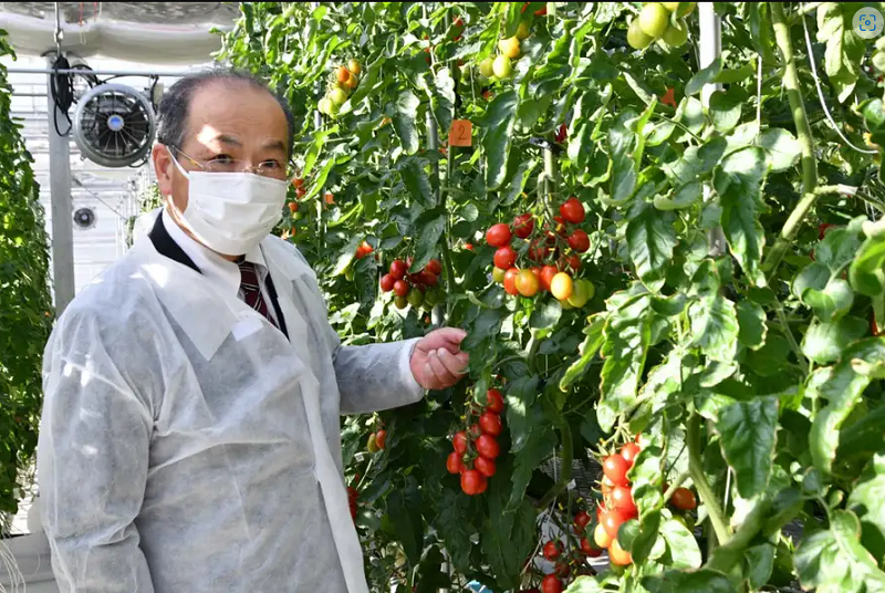 Giống cà chua do GS Hiroshi Ezura, Đại học Tsukuba, Nhật Bản, phát triển có khả năng hỗ trợ giảm huyết áp do sở hữu hàm lượng chất GABA cao gấp 5 lần bình thường. Đây cũng là sản phẩm chỉnh sửa gene đầu tiên trên thế giới được bán ra thị trường vào tháng 9/2021. Nguồn: newscientist.com
