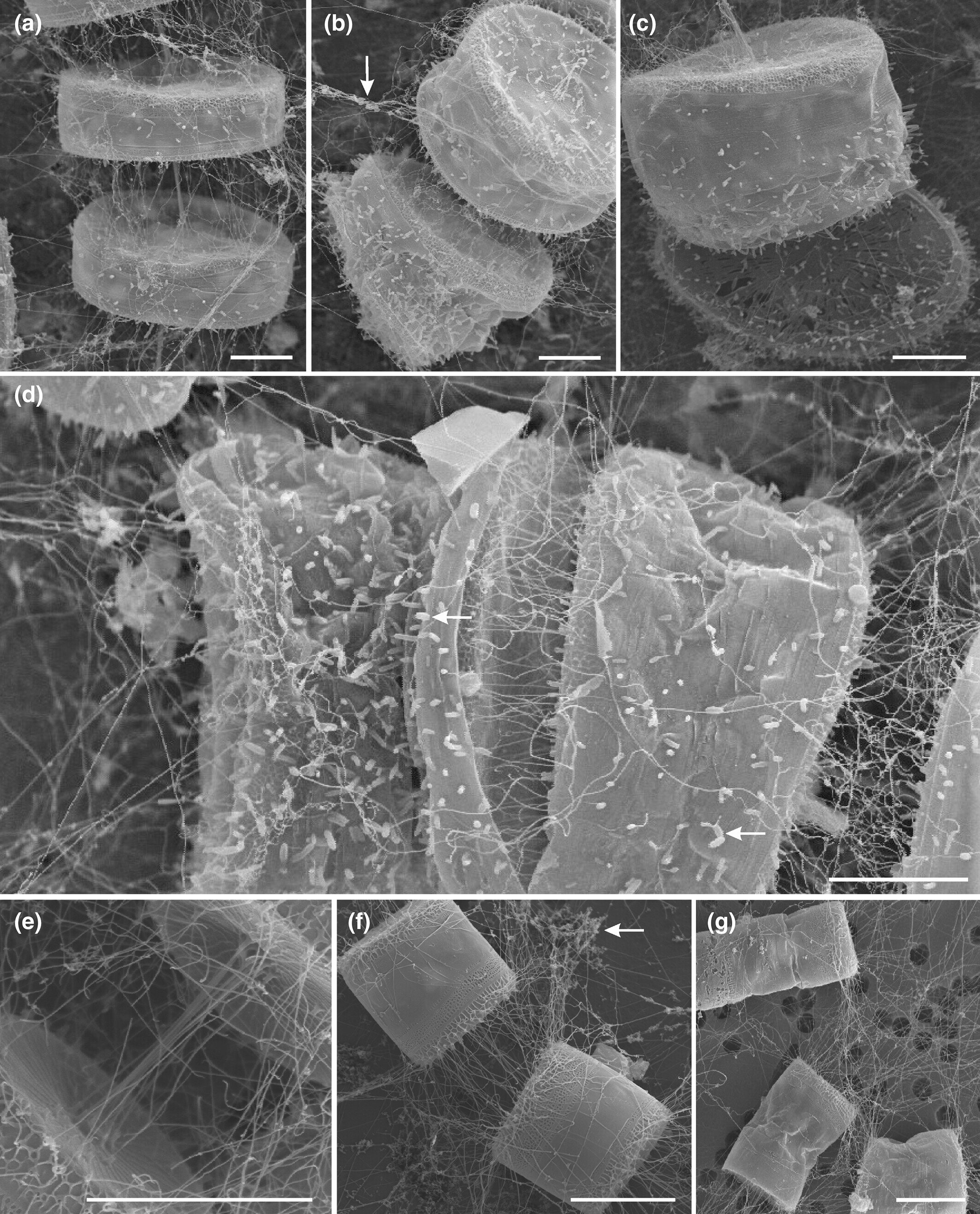 Hình ảnh các tế bào tảo và vi khuẩn. Ảnh: Journal of Phycology 