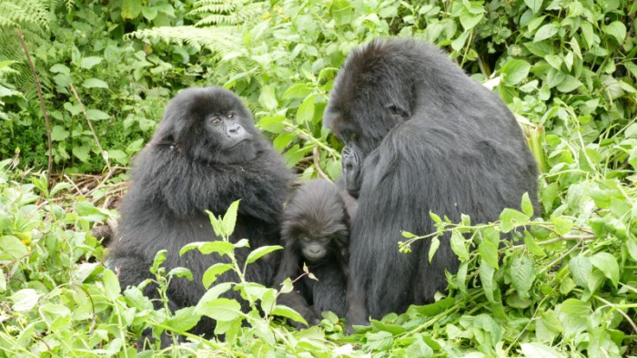 Khỉ đột khi phải trải qua tai ương đầu đời mà sống sót tới 6 tuổi thì không phải chịu hậu quả lâu dài ở tuổi trưởng thành. Ảnh: Quỹ khỉ đột Dian Fossey