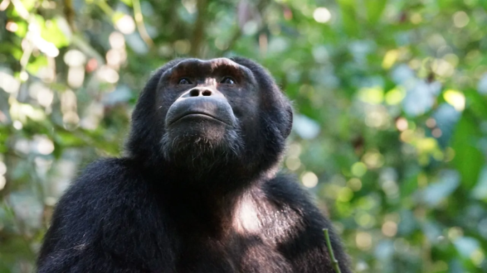 Hệ vi sinh của chúng ta khác với các họ hàng gần là tinh tinh và vượn bonobo. Ảnh: Julie Ricard