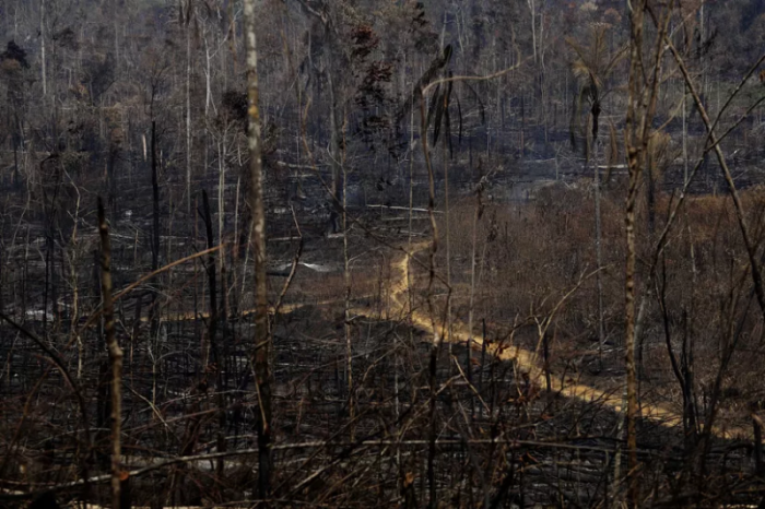Những thân cây cháy thành than khi đám cháy rừng quét qua vùng Vila Nova Samuel, dọc theo con đường dẫn đến Rừng Quốc gia Jacunda ở Brazil. Ảnh: Eraldo Peres
