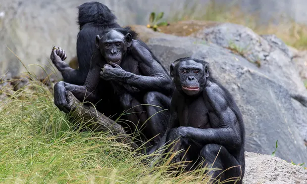 Vượn Bonobo tại sở thú San Diego, California. Theo các nhà khoa học, thủ dâm là hành vi có ở khắp các loài linh trưởng thuộc mọi giới tính và độ tuổi. Ảnh: Liên minh động vật hoang dã sở thú San Diego