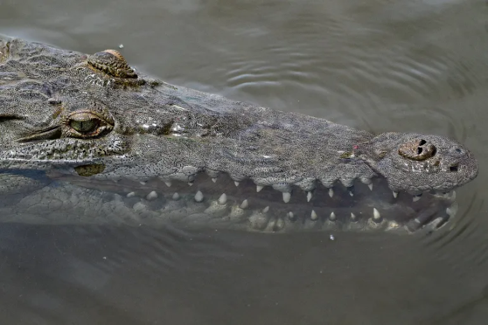 Một con cá sấu châu Mỹ xuất hiện trên sông Tarcoles ở Costa Rica vào năm 2022 Ảnh: Luis Acosta