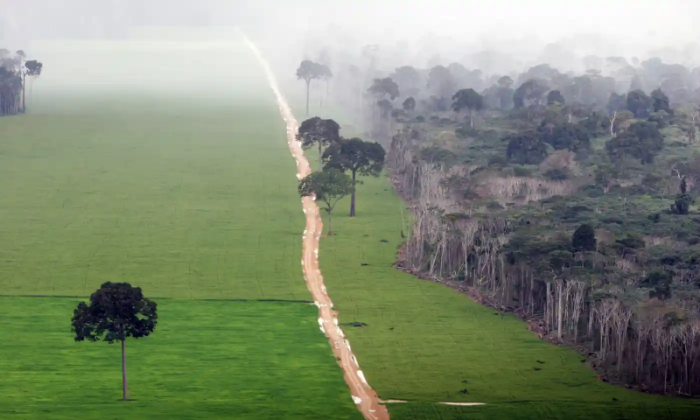 Chặt phá rừng Amazon gần Santarém, Brazil. Ảnh: Brazil Photos