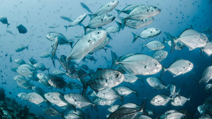Ngành thủy hải sản thế giới đang chịu nhiều ảnh hưởng do biến đổi môi trường do con người gây ra. Ảnh: Sebastian Pena Lambarri