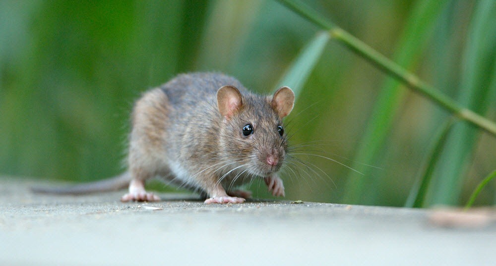 Chuột là tác nhân lây bệnh truyền nhiễm giết nhiều người nhất trong lịch sử.