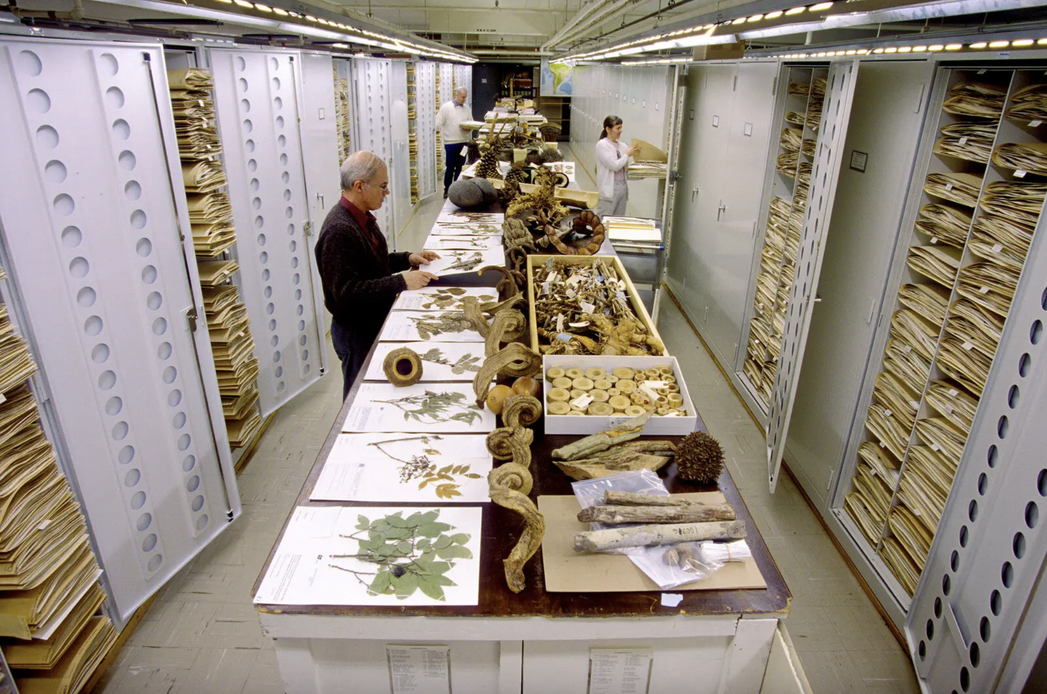 Các nhà khoa học xem xét các mẫu thực vật được lưu trữ tại Bảo tàng Lịch sử Tự nhiên Quốc gia ở Washington. Ảnh: Chip Clark/Viện Smithsonian