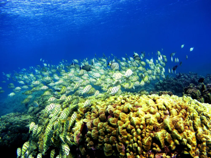 Một rặng san hô ở Honolulu, Hawaii. Một nửa số rặng san hô toàn cầu đã biến mất kể từ những năm 1950. Ảnh: Donald Miralle