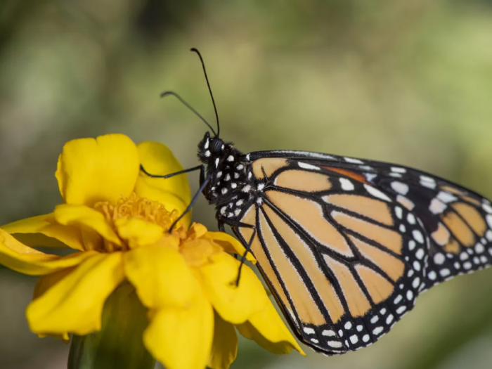 Các đốm trắng ở rìa cánh bướm vua có thể hữu ích cho việc di cư. Ảnh: Sanka Vidanagama