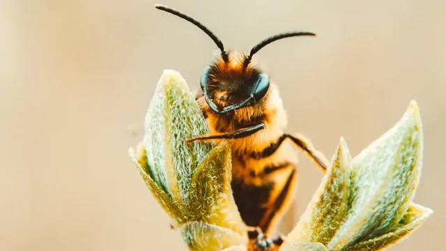 Ong có khả năng đưa ra quyết định vô cùng nhanh chóng và chính xác. Ảnh: Lisa Fotios