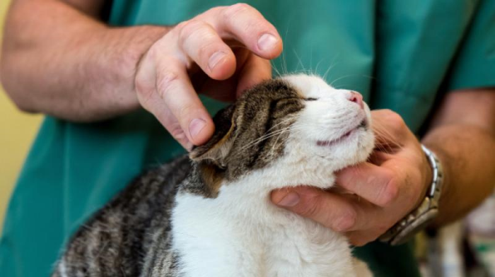 Các trường hợp mèo nhiễm cúm Ba Lan đang khiến các chuyên gia y tế lo ngại. Ảnh: AFP