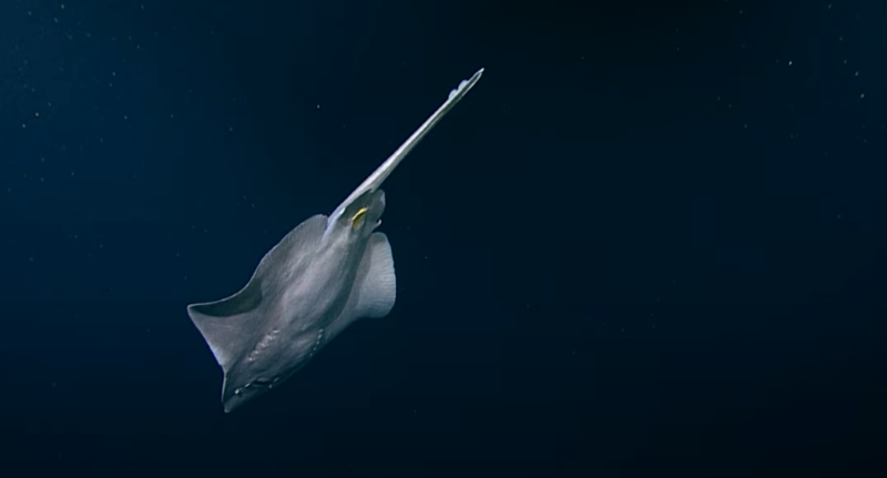 Cá đuối trắng Thái Bình Dương (Bathyraja spinosissima). Ảnh: NEPDEP 2023