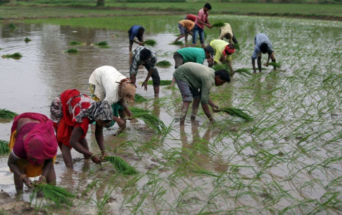 Nông dân cấy mạ trên một ruộng lúa ở rìa thành phố Ahmedabad, Ấn Độ. Ảnh: Amit Dave