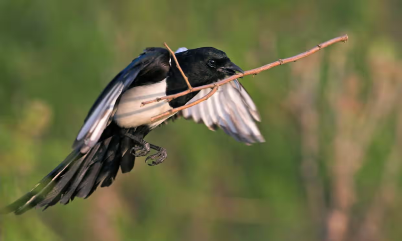 Một con chim ác là ngậm một loại nguyên liệu làm tổ phổ biến hơn. Ảnh: blickwinkel 