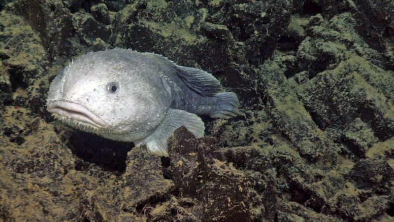 Một con cá giọt nước (Psychrolutes phrictus) có cơ thể nhão như thạch đang bơi lượn phía trên miệng núi lửa ngầm Axial Seamount ở bờ biển Washington, tại độ sâu gần 1.525m. Ảnh: UW/NSF-OOI/CSSF Dive R1470; V11
