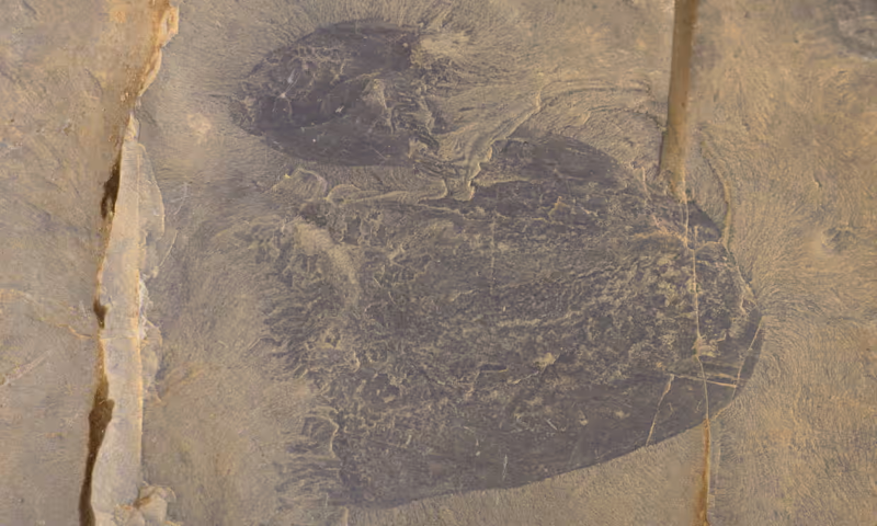 Một tiêu bản sứa Burgessomedusa phasmiformis được tìm thấy tại vùng đá phiến sét Burgess, Canada. Ảnh: Desmond Collins