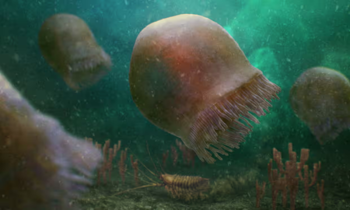 Hình vẽ minh họa loài sứa cổ có thể trông như thế nào. Ảnh: Christian McCall