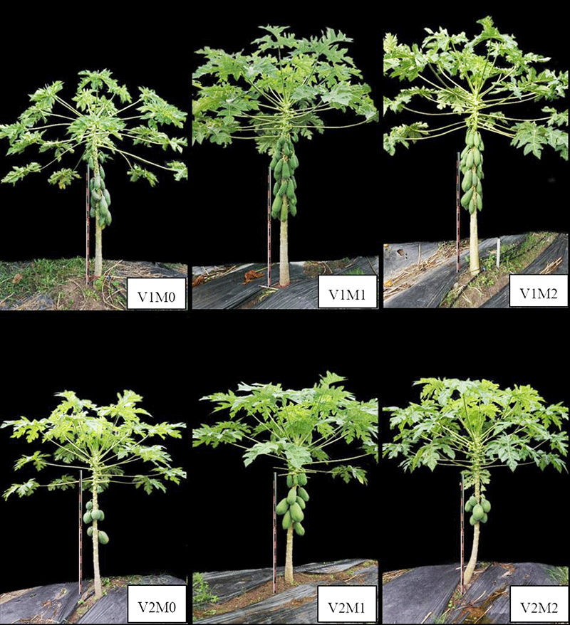 thử nghiệm kỹ thuật chủng kháng trong kiểm soát virus gây bệnh đốm vòng trên cây đu đủ sau 7 tháng trồng