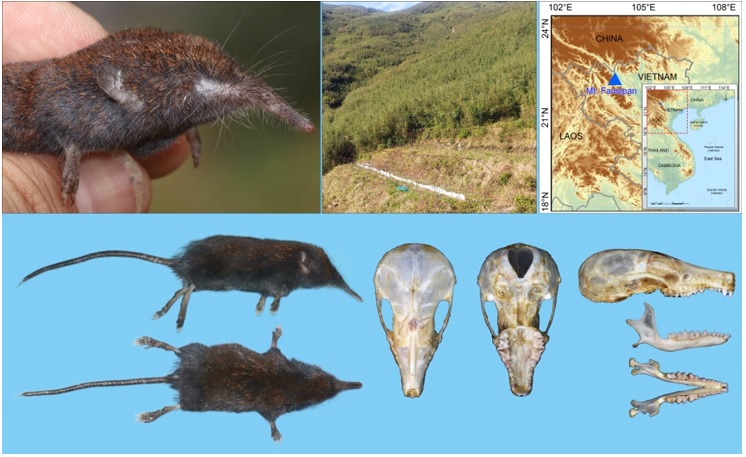 Hình thái ngoài, hình thái sọ, sinh cảnh và điểm phân bố của Chuột chũi vòi phan-xi-pan Uropsilus fansipanensis. Nguồn: tạp chí Zootaxa