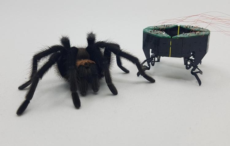 Robot CLARI có tám chân giống như một con nhện. Nguồn: Casey Cass