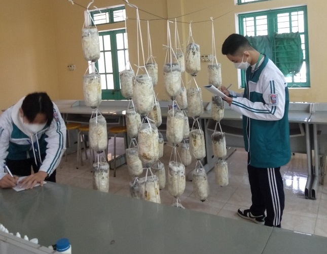 Hai học sinh Trường THPT Lý Tự Trọng (Nam Trực, Nam Định) thí nghiệm nuôi nấm sò trong giá thể. Ảnh: NVCC 