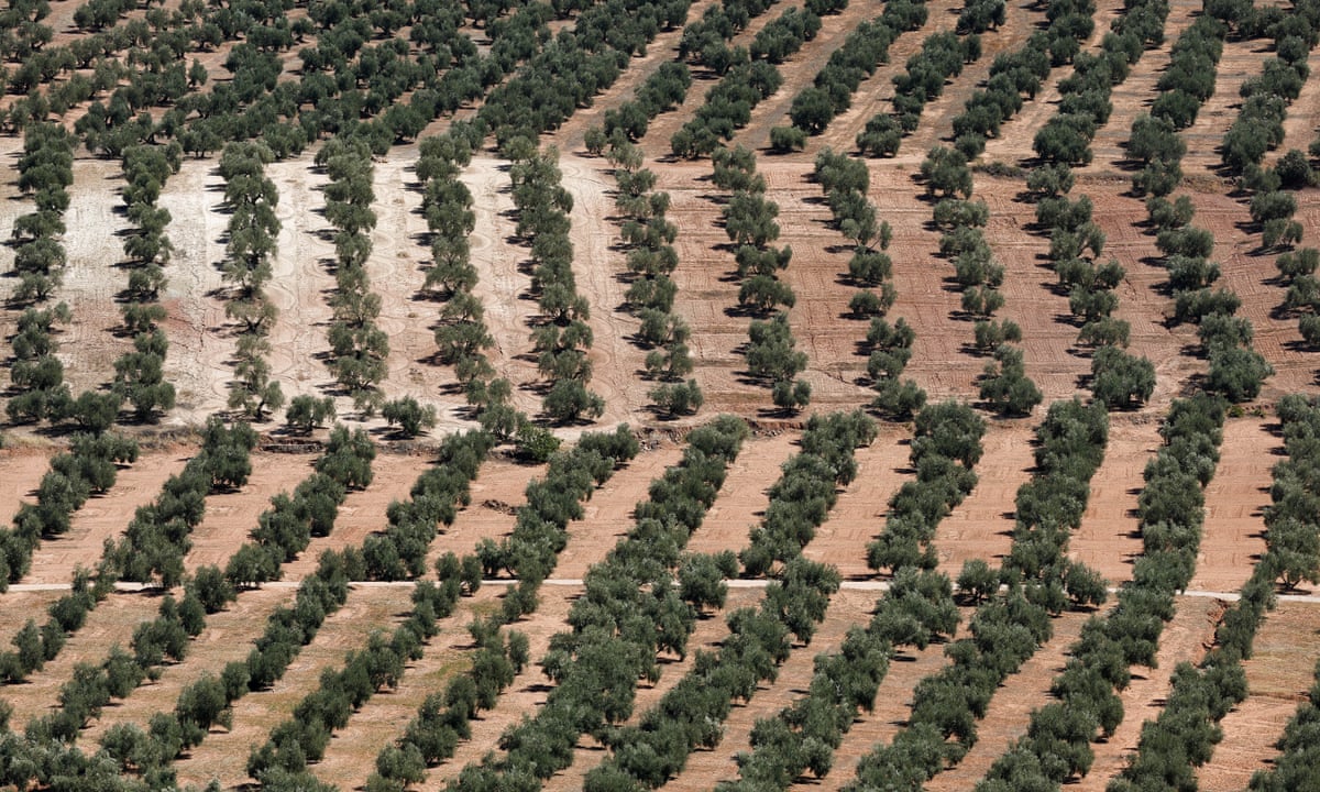 Những cánh đồng ô liu khô hạn ở Tây Ban Nha. Nguồn: The Guardian