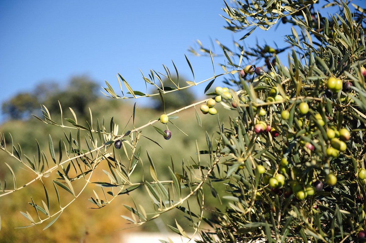 Ô liu vốn là loại cây sinh trưởng tốt ở nơi nhiều nắng. Nguồn: Olives Oils from Spain