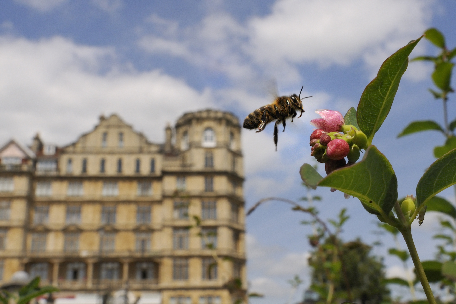 Ong có thể kiếm ăn trong các khu vực đô thị. Ảnh: Getty