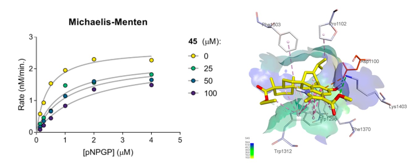 Nghiên cứu động học enzym và mô hình docking phân tử của hợp chất 45 (TEV-056)