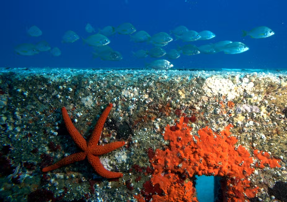 Hình ảnh rạn san hô nhân tạo. Nguồn: Valda Butterworth