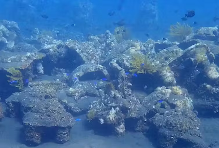 Các rạn san hô nhân tạo được thả ngoài khơi bờ biển phía bắc đảo Bali. Những sinh vật màu vàng là loài thủy tức giống thực vật. Nguồn: Zach Boakes