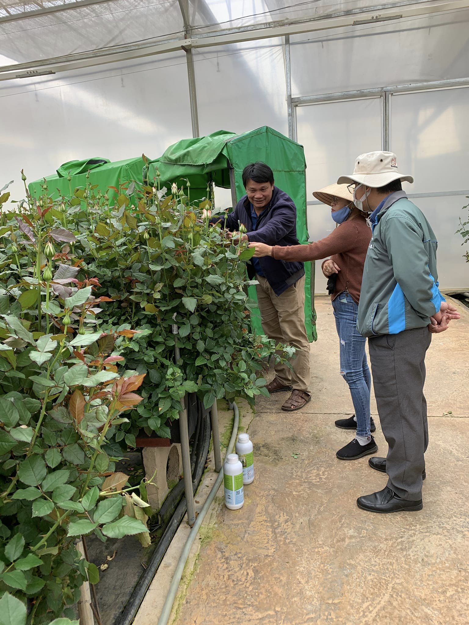 Ứng dụng phân bón nano silic ở vườn trồng hoa hồng của Đà Lạt Hasfarm. Nguồn: Nanofarm